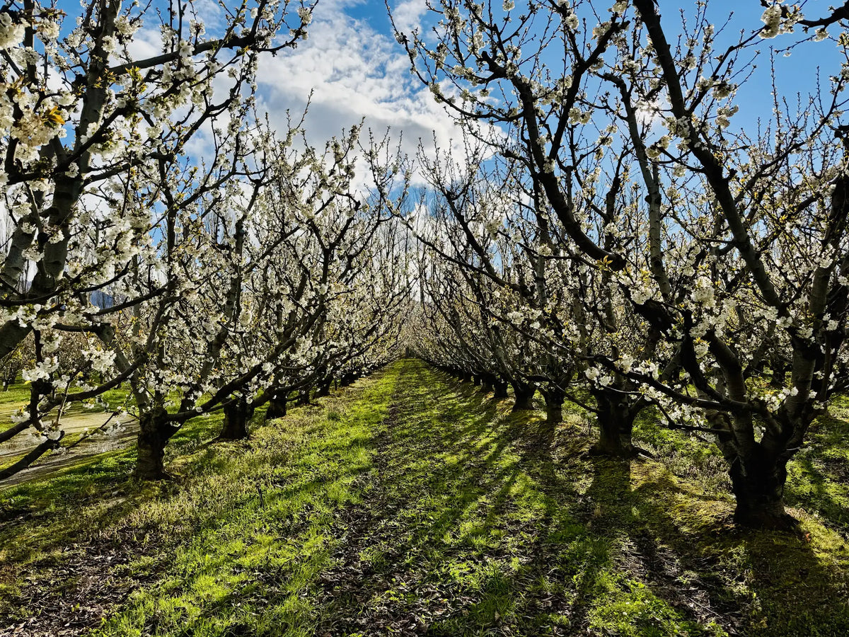 Rows of cherry trees in white blossom under a spring sky.