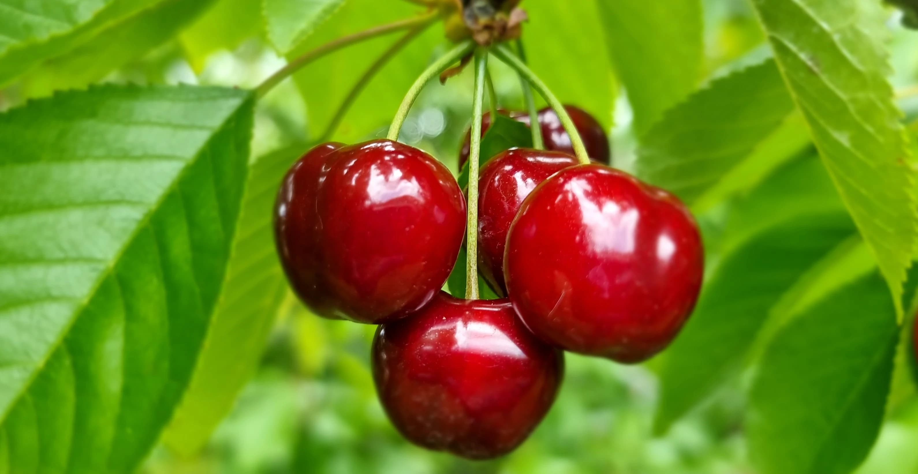 UNLEASHING THE SOUTHERN DREAM WITH
CENTRAL OTAGO CHERRIES