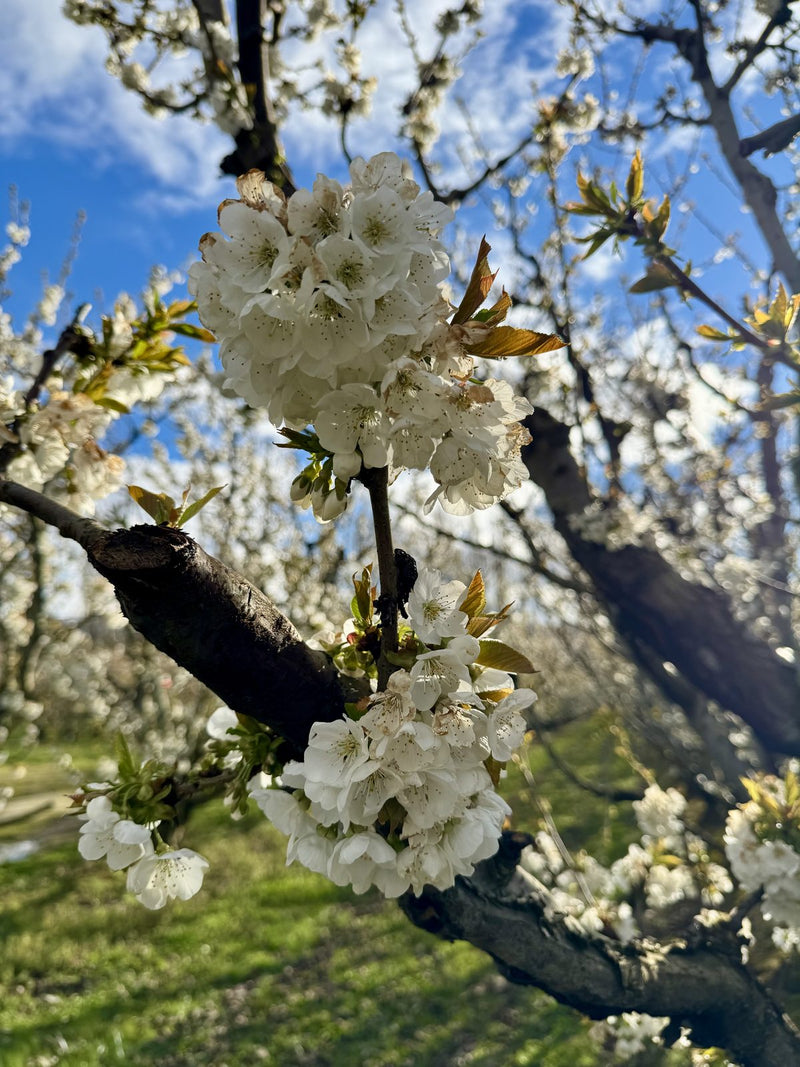 Cherry blossom on a branch against a blue sky.