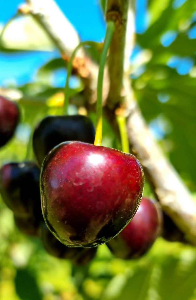 A ripe dark cherry hanging on the tree.