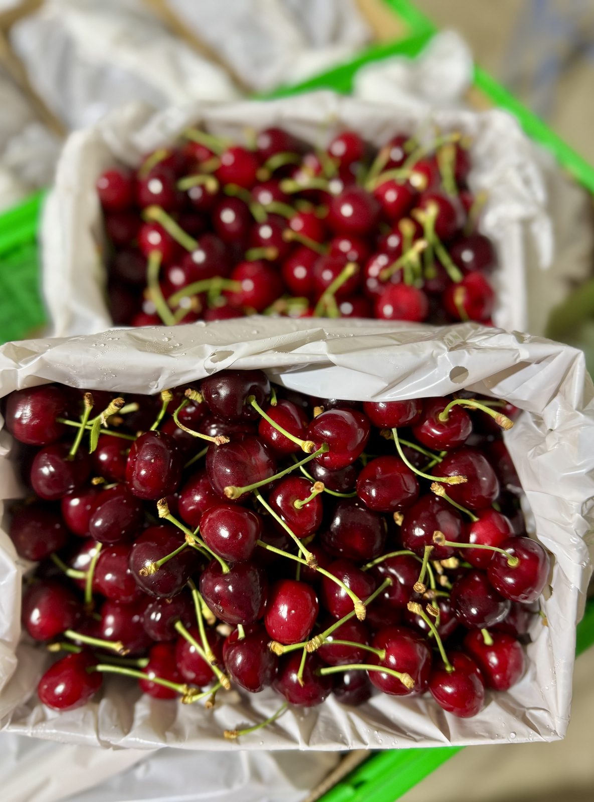 Trays of freshly picked dark cherries.
