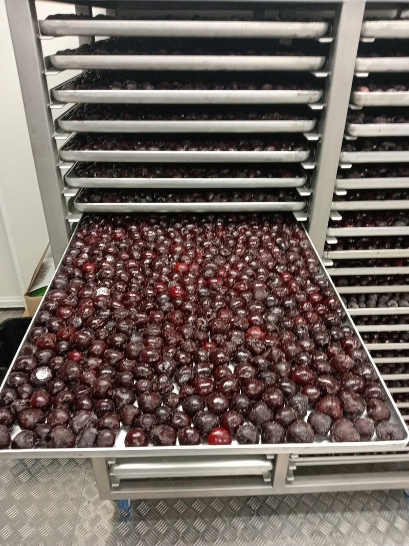 Trays of cherries going into the freeze dryer.